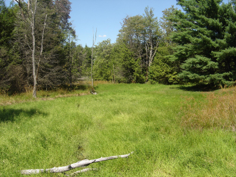 Rice Cutgrass - Bulrush Vernal Pool